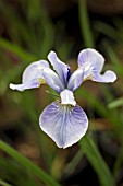 IRIS SIBIRICA EDENS PARADISE BLUE