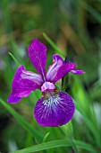 IRIS SIBIRICA WILD WINGS