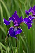 IRIS SIBRICA EVER AGAIN