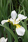 IRIS SIBIRICA WHITE SWIRL