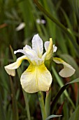 IRIS SIBIRICA BUTTER AND SUGAR