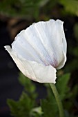 PAPAVER ORIENTALE CHOIRBOY ROYAL WEDDING