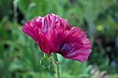 PAPAVER HEARTBEAT SUPER POPPY SERIES