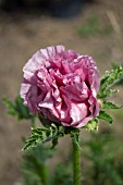 PAPAVER ORIENTALE LAURENS LILAC