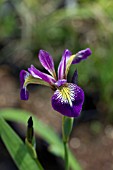 IRIS VERSICOLOR KERMISINA