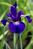 IRIS SIBIRICA VICTORIAN SECRET