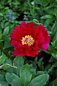 PAEONIA SWORD DANCE