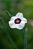 DIANTHUS TUDOR