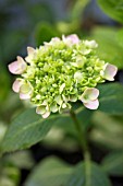 HYDRANGEA MACROPHYLLA BLUE BONNET