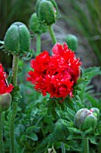 PAPAVER ORIENTALE TURKENLOUIS