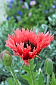 PAPAVER ORIENTALE FORNCETT SUMMER