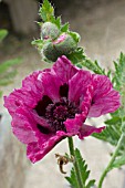 PAPAVER ORIENTALE CENTRAL PARK NEW YORK SERIES