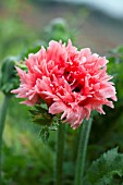 PAPAVER ORIENTALE CLOCHARD