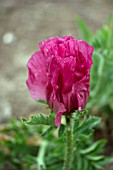 PAPAVER ORIENTALE LILAC GIRL