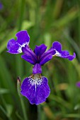 IRIS SIBIRICA THREE QUARTERS