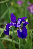 IRIS SIBIRICA VALDA