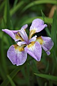 IRIS SIBIRICA RIKUGI-SAKURA