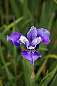 IRIS SIBIRICA PAPILLON