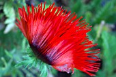 PAPAVER ORIENTALE CURLILOCKS