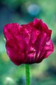 PAPAVER ORIENTALE ROYAL CHOCOLATE DISTINCTION