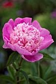 PAEONIA LACTIFLORA SORBET