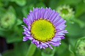 ERIGERON GLAUCUS VIEWPOINT BLUE