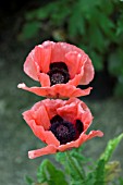 PAPAVER ORIENTALE FIESTA