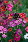 ERYSIMUM CONSTANT CHEER