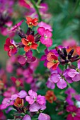 ERYSIMUM CONSTANT CHEER