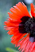 PAPAVER ORIENTALE CURLILOCKS