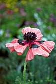 PAPAVER ORIENTALE FIESTA