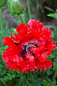 PAPAVER ORIENTALE TURKENLOUIS