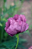 PAPAVER ORIENTALE PATTYS PLUM