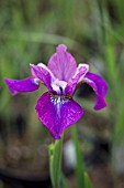 IRIS SIBIRICA ROSSELLINE