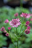 ASTRANTIA ROMA