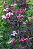 SAMBUCUS NIGRA F PORPHYROPHYLLA THUNDERCLOUD