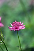 ASTRANTIA MAJOR ROMA