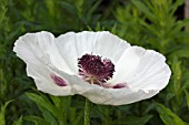 PAPAVER ORIENTALE CHOIRBOY ROYAL WEDDING