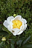 PAEONIA MOON OF NIPPON