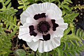 PAPAVER ORIENTALE GRAUE WITWE