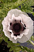 PAPAVER ORIENTALE GRAUE WITWE