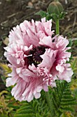 PAPAVER ORIENTALE RUFFLED PATTY