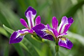 IRIS VERSICOLOR KERMISINA