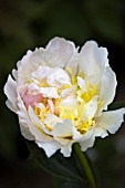 PAEONIA LACTIFLORA RASPBERRY SUNDAE