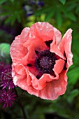 PAPAVER ORIENTALE FIESTA