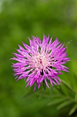 CENTAUREA DEALBATA