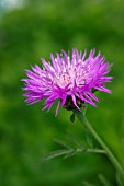 CENTAUREA DEALBATA