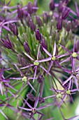 ALLIUM CRISTOPHII