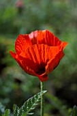 PAPAVER ORIENTALE WISLEY BEACON