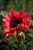 PAPAVER ORIENTALE FORNCETT SUMMER